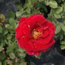 Mr. Lincoln Red 3 Gal Big Live Bush Plant Hybrid Tea Plants Fine Landscape Roses Mr. Lincoln Red 3 Gal Big Live Bush Plant Hybrid Tea Plants Fine Landscape Roses