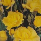 Climbing Golden Shower 2 gal Daffodil Yellow Bush Plants Shrub Plant Fine Roses
