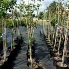 Brandywine Maple 4'-6' Trees Very Fast Growing Shade Tree Fall Color Plan