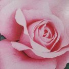 Queen Elizabeth Grandiflora 2 Gal. Pink Live Bush Plants Shrub Plant Fine Roses Queen Elizabeth Grandiflora 2 Gal. Pink Live Bush Plants Shrub Plant Fine Roses