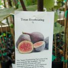 Texas Everbearing Fig 4-6 Ft. Tree Healthy Garden Plants Plant Figs Trees Fruit Texas Everbearing Fig 4-6 Ft. Tree Healthy Garden Plants Plant Figs Trees Fruit