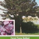 4'-6' Forest Pansy Redbud Flowering Tree Plant Trees Shipped To All 50 States US 4'-6' Forest Pansy Redbud Flowering Tree Plant Trees Shipped To All 50 States US