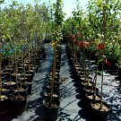 Harvest Gold Fruiting Crabapple Tree 4'-6' Ft Trees Plants Plant Crabapples Harvest Gold Fruiting Crabapple Tree 4'-6' Ft Trees Plants Plant Crabapples