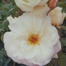 Iceberg Floribunda 1 Gal. Pure White Live Bush Plants Shrub Plant Fine Roses