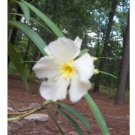 White Oleander 1 Gal. Plant Flowers Easy To Grow Landscaping Plants Yard Garden White Oleander 1 Gal. Plant Flowers Easy To Grow Landscaping Plants Yard Garden