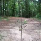 GOLDEN DELICIOUS APPLE 4-6 FT Fruit Tree Plants Trees PLANT Sweet Apples !!