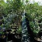 4'-6' Live Braeburn Apple Fruit Tree Plant Live Trees Juicy Fresh Apples Home
