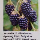 Osage Thornless Blackberry Plant Healthy Home Garden Berry Plants Blackberries