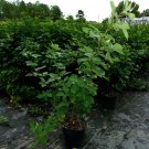 Apache Thornless Blackberry 4-6 Ft. Plant Antioxidant Garden Plants Blackberries Apache Thornless Blackberry 4-6 Ft. Plant Antioxidant Garden Plants Blackberries
