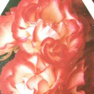NICHOLE Everblooming Floribunda Rose 1 Gal Bush Plants Plant Roses White Pink NICHOLE Everblooming Floribunda Rose 1 Gal Bush Plants Plant Roses White Pink
