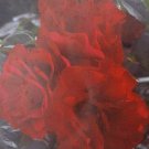 Europeana Floribunda 1 Gal. Dark Crimson Red Bush Plants Shrub Plant Fine Roses Europeana Floribunda 1 Gal. Dark Crimson Red Bush Plants Shrub Plant Fine Roses