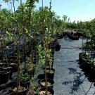 Yellow Transparent Apple Tree 4'-6' Ft Fruit Trees Plants Plant Fruits Apples