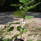 Texas Everbearing Fig Tree Healthy Garden Plants Plant Figs Trees Eat Fruit