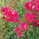 DYNAMITE CRAPE MYRTLE 4'-6' Tree Deep Red Flowers Beautiful Flowering Plants