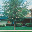 River Birch Tree 4-6 FT Live Healthy Trees Home Plant Landscape Garden Plants River Birch Tree 4-6 FT Live Healthy Trees Home Plant Landscape Garden Plants