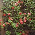 Climbing America 3 gal Salmon Pink Live Bush Plants Shrub Plant Fine Roses