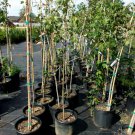 Red Sunset Maple 4'-6' Trees Plants Shade Tree Red to Yellow Fall Color Leaves