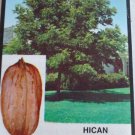 HICAN PECAN TREE Shade Nut Trees Live Plant Pecans Nuts Wood Home Garden Plants