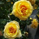 St. Tropez 5 Gal. Live Bush Plant Floribunda Rose Plants Fine Roses Landscape St. Tropez 5 Gal. Live Bush Plant Floribunda Rose Plants Fine Roses Landscape