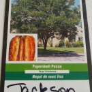 JACKSON PAPERSHELL PECAN TREE Shade Nut Trees Live Plant Pecans Nuts Plants