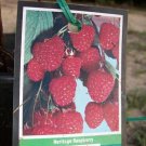 Heritage Raspberry 1 Gal. Live Plant Nutritious Health Plants Sweet Raspberries Heritage Raspberry 1 Gal. Live Plant Nutritious Health Plants Sweet Raspberries