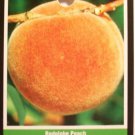 RED GLOBE PEACH 4-6 FT TREE PLANT SWEET JUICY PEACHES FRUIT TREES GARDEN PLANTS RED GLOBE PEACH 4-6 FT TREE PLANT SWEET JUICY PEACHES FRUIT TREES GARDEN PLANTS