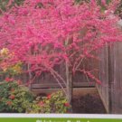 4'-6' Oklahoma Redbud Flowering Tree Plant Trees Shipped To All 50 States USA 4'-6' Oklahoma Redbud Flowering Tree Plant Trees Shipped To All 50 States USA