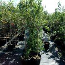 York Apple Fruit Tree 4'-6' Ft. Live Trees Plant Sweet Juicy Apples Orchard
