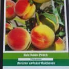 HALE HAVEN PEACH 4-6 FT TREE PLANT SWEET JUICY PEACHES FRUIT TREES PLANTS