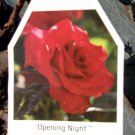 OPENING NIGHT Hybrid Tea Large Rich RED Bloom Rose 2 Gal Bush Plants Plant Roses OPENING NIGHT Hybrid Tea Large Rich RED Bloom Rose 2 Gal Bush Plants Plant Roses