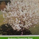 Redspire Flowering Pear Tree Home Garden Plants Landscape Trees Plant Flower Redspire Flowering Pear Tree Home Garden Plants Landscape Trees Plant Flower