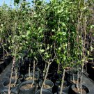 MAGNESS PEAR 4-6 FT Tree PEARS FOR BAKING Plant Healthy Fruit Trees Plants NOW! MAGNESS PEAR 4-6 FT Tree PEARS FOR BAKING Plant Healthy Fruit Trees Plants NOW!