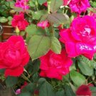Double Knock Out® Red Rose 2 Gal. Live Plants Flower Plant Disease Resist Roses Double Knock Out® Red Rose 2 Gal. Live Plants Flower Plant Disease Resist Roses