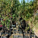 NECTAR PEACH 4-6 FT TREE PLANT SWEET JUICY PEACHES FRUIT TREES PLANTS NOW NECTAR PEACH 4-6 FT TREE PLANT SWEET JUICY PEACHES FRUIT TREES PLANTS NOW