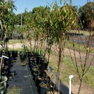 JULY PRINCE PEACH 4-6 FT TREE PLANT SWEET JUICY PEACHES FRUIT TREES PLANTS NOW