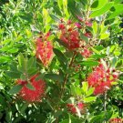3'-4' Red Bottlebrush Shrub Large Multiple Flowers Beautiful Landscape Plants 3'-4' Red Bottlebrush Shrub Large Multiple Flowers Beautiful Landscape Plants