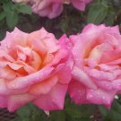 Broadway Rose 5 Gal Golden Yellow Pink Live Bush Plants Hybrid Tea Plant Roses Broadway Rose 5 Gal Golden Yellow Pink Live Bush Plants Hybrid Tea Plant Roses