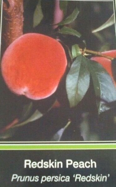 REDSKIN PEACH 4-6 Ft TREE PLANT SWEET JUICY PEACHES FRUIT TREES PLANTS