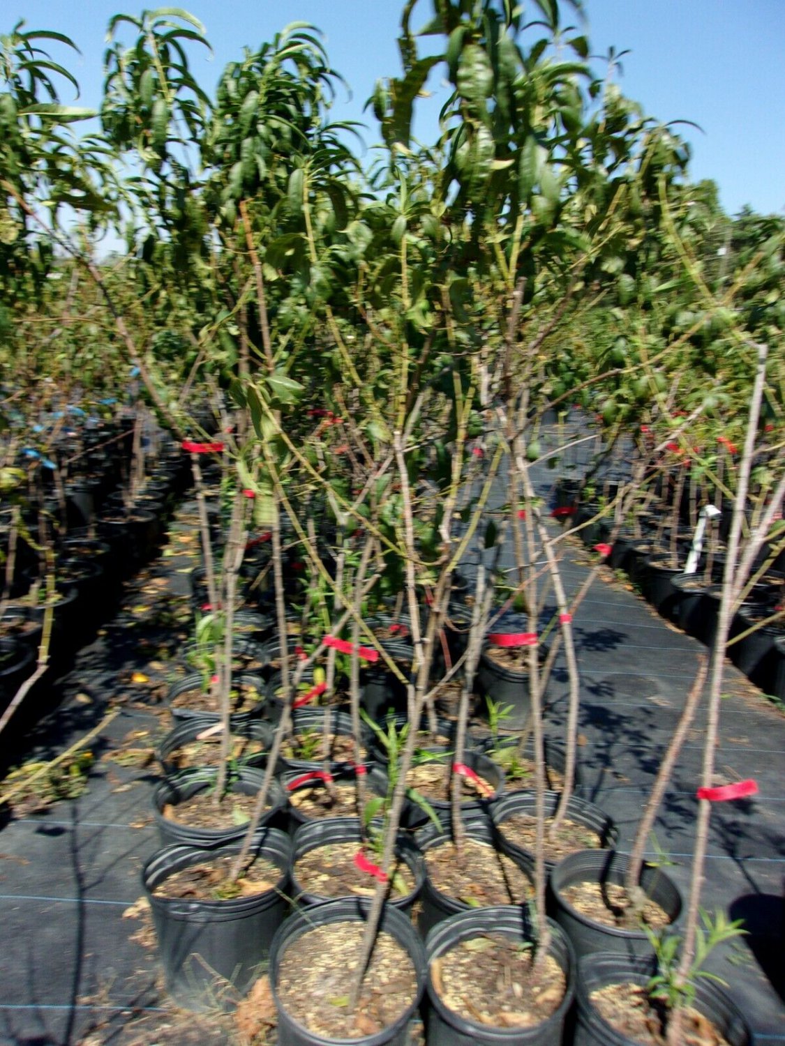 REDSKIN PEACH 4-6 Ft TREE PLANT SWEET JUICY PEACHES FRUIT TREES PLANTS