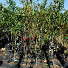 BLAZE PRINCE PEACH 4-6 FT TREE PLANT SWEET JUICY PEACHES FRUIT TREES PLANTS NOW
