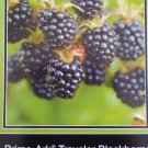 Prime-Ark Traveler Thornless Blackberry Plant Home Garden Plants Blackberries