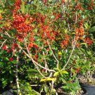 East Palatka Holly Shrub 3 Gal. Healthy Hedge Plant Landscape Tree Home Garden East Palatka Holly Shrub 3 Gal. Healthy Hedge Plant Landscape Tree Home Garden