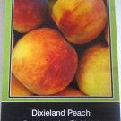DIXIELAND PEACH 4'-6' Tree Live Fruit Trees Plant Sweet Juicy Delicious Peaches