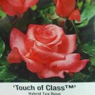 Touch of Class Hybrid Tea Rose 2 Gal. Pink Bush Plants Shrub Plant Fine Roses