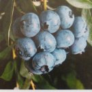 PREMIER BLUBERRY 4-6 FT TREE PLANT SWEET JUICY BLUEBERRIES FRUIT TREES PLANTS