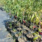 FLAME PRINCE PEACH 4-6 FT TREE PLANT SWEET JUICY PEACHES FRUIT TREES PLANTS