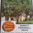 BURKETT PAPERSHELL PECAN TREE Shade Nut Trees Live Plant Pecans Nuts Plants