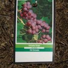 Catawba Grape 3 Gal. Live Healthy Vine Plants Vines Plant Sweet Grapes Vineyards
