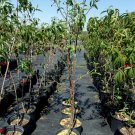 ROYAL ZEST THREE PEACH 4-6 FT TREE PLANT SWEET JUICY PEACHES FRUIT TREES PLANTS ROYAL ZEST THREE PEACH 4-6 FT TREE PLANT SWEET JUICY PEACHES FRUIT TREES PLANTS