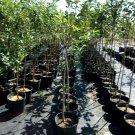 Pippen Apple Fruit Tree 4'-6' Ft. Live Trees Plant Sweet Juicy Apples Orchard